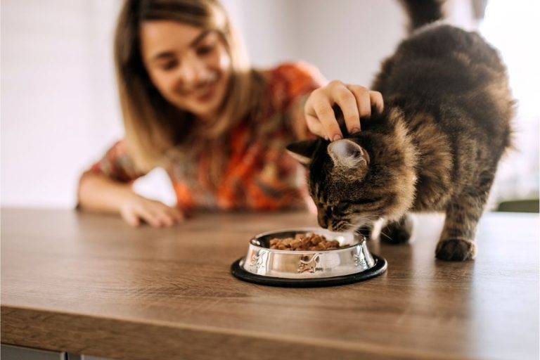 Top Tips for Enhancing Your Cat’s Diet Top Tips for Enhancing Your Cats Diet